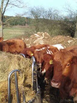 Prodám skot zástav