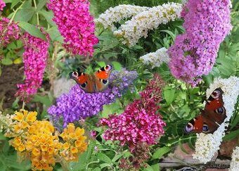 Motýlí keř, komule Davidova