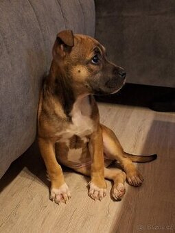 Americký stafordšírský teriér