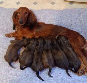 Jezevčík standard dlouhosrstý-štěně s PP