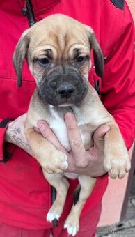 Štěňata francouzský buldoček a německy ohař