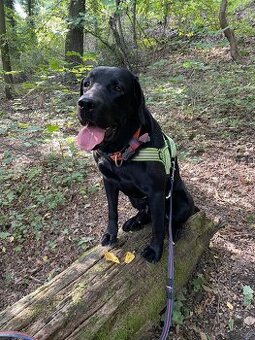 Černý labrador - krytí