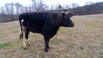 Býk Jersey × Guernsey cca600 kg, 2 roky 8 měsíců, kastrovaný
