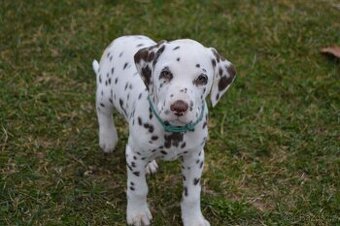 Dalmatin štěňata - pejsek