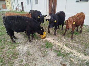 Prodám  roční jalovice Aberdeen angus