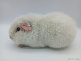 Morče - samice US Teddy s PP