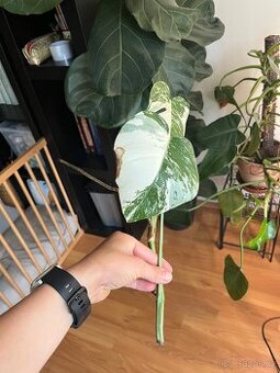 Monstera Albo Variegata
