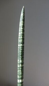 Tchynin jazyk, Sansevieria fischeri