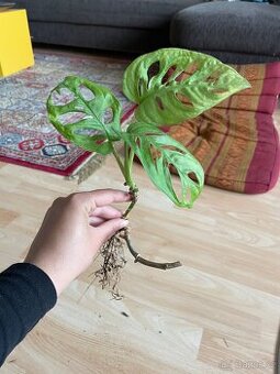 Pokojovka Monstera Monkey Mask, Adonsonii