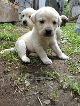 Labrador