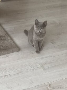 Skotská klapouchá koťata ( Britská modrá)