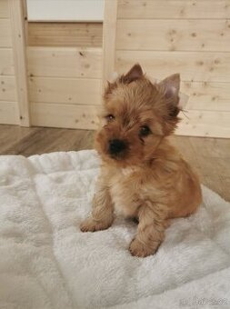 Jorkšírský teriér, Golddust Yorkshire, pejsek Balu s PP