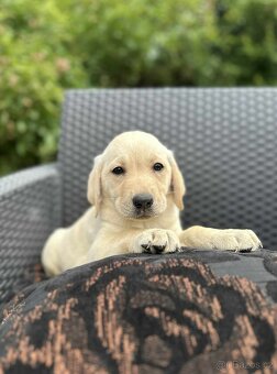 štěňata labrador a Bílá Fenka – připravena k odběru
