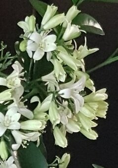 Pomerančový jasmín, Murraya paniculata, pokojové rostliny