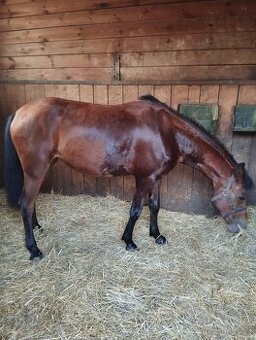 Pony klisna,6 let