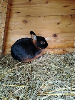 Zakrslý tříslový černý