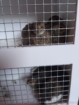 Kŕepelka činska, křepelky čínske