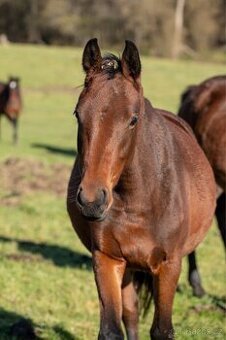 Menši klisnička po Eldorado 45