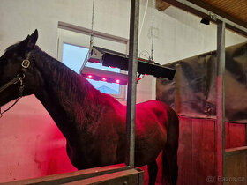 Solárium pro koně