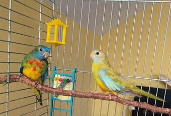 Neoféma modrohlavá