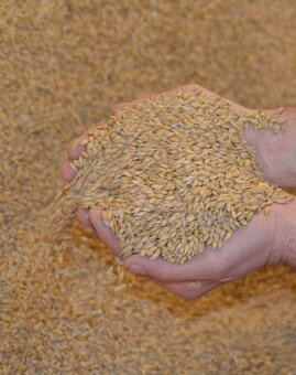 JEČMEN OZIMÝ BECKENBAUER Šestiřadý