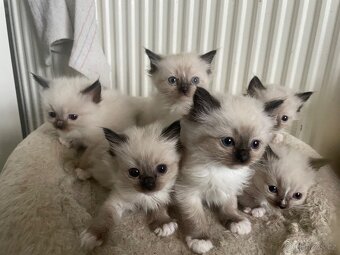 Koťátka Ragdoll bez pp