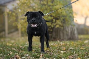 Stafordšírský bulteriér