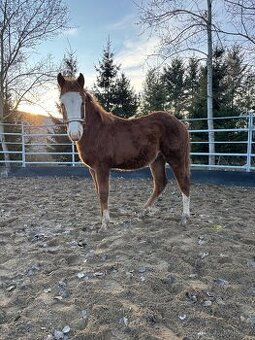 Perspektívny Žrebček