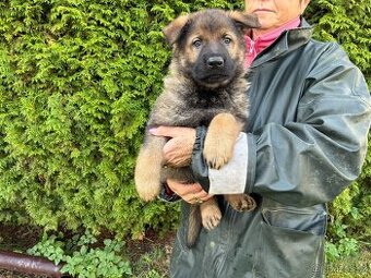 Nemecky ovcak stenata celocerna a vlkoseda