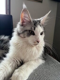 Mainská mývalí kočička s PP