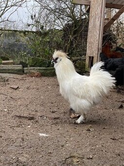 Kohout hedvábnička EU