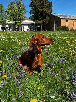 Nabídka krytí-dlouhosrstý jezevčík s PP