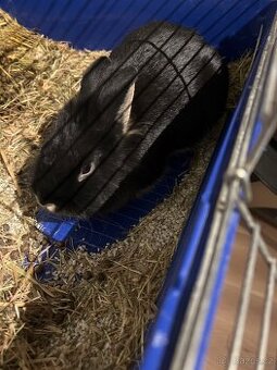 🐰 Nabízím zakrslého králíčka + velkou klec