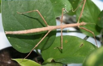 Strašilka - Pakobylka rohatá