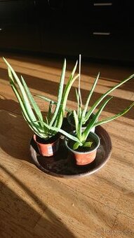 ALOE VERA- 3x zakořeněné sazenice