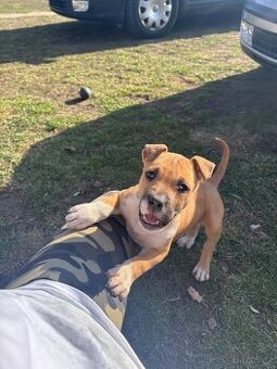 Americký stafordsirsky terier, Stafford, amstaf