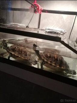 Želvičky poloostrovní