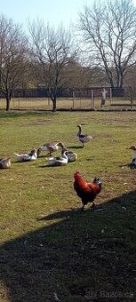 Prodám pomořanské housery