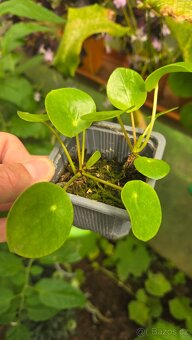 Pilea peperomioides