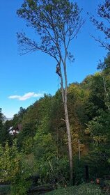 Rizikové kácení a prořezy stromů v Ústeckém kraji