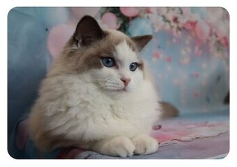 Ragdoll kočička s PP - blue bicolour
