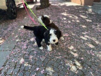 Bearded collie s PP