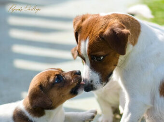 Štěňátka Jack Russell teriér - hladkosrstá s PP - 1
