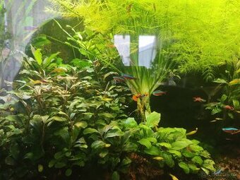 Akvarijní rostliny
