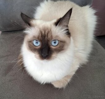 Ragdoll kocourek bez PP