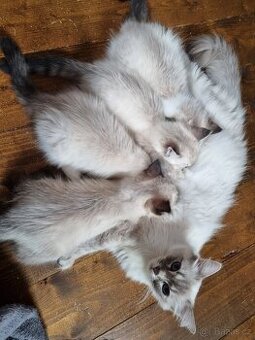 Ragdoll koťátka
