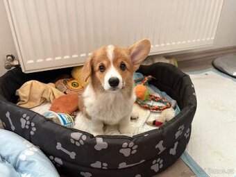 welsh corgi pembroke