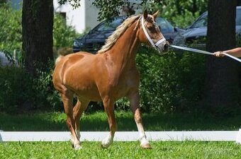 Welsh Cob klisna - 8 let