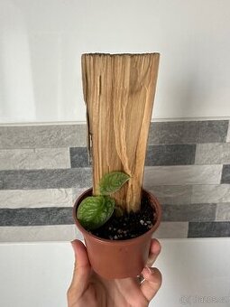 Monstera Dubia s dřevěnou oporou - 1