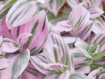 Voděnka Tradescantia fluminensis Nanouk - zakořeněné řízky